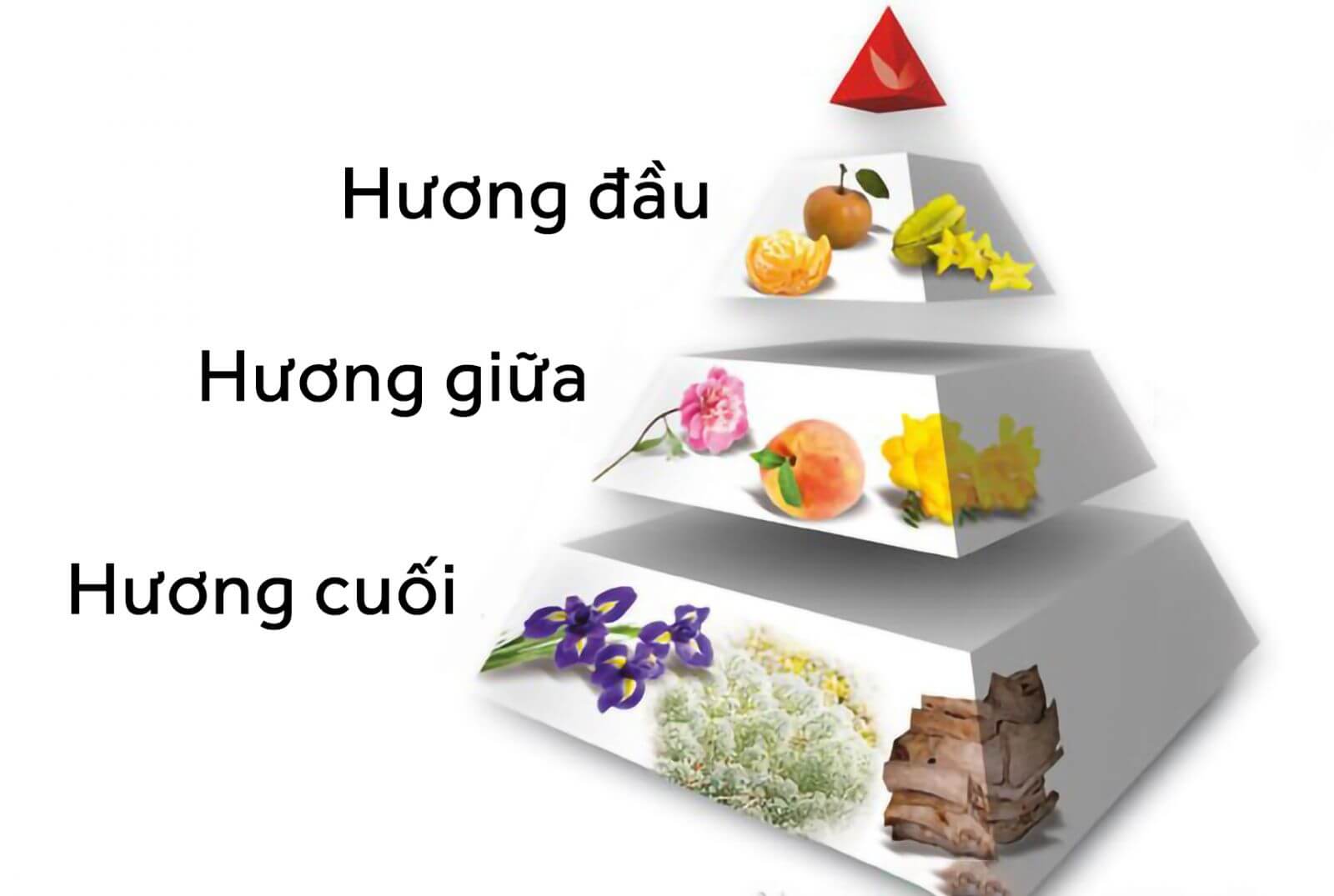 TÌM HIỂU VỀ TẦNG HƯƠNG TRONG TINH DẦU